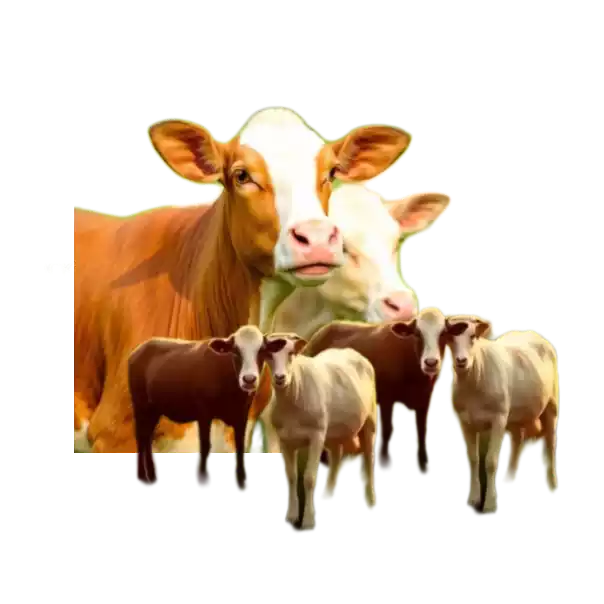 Walfar Agro & Livestock Walfar Agro & Livestock