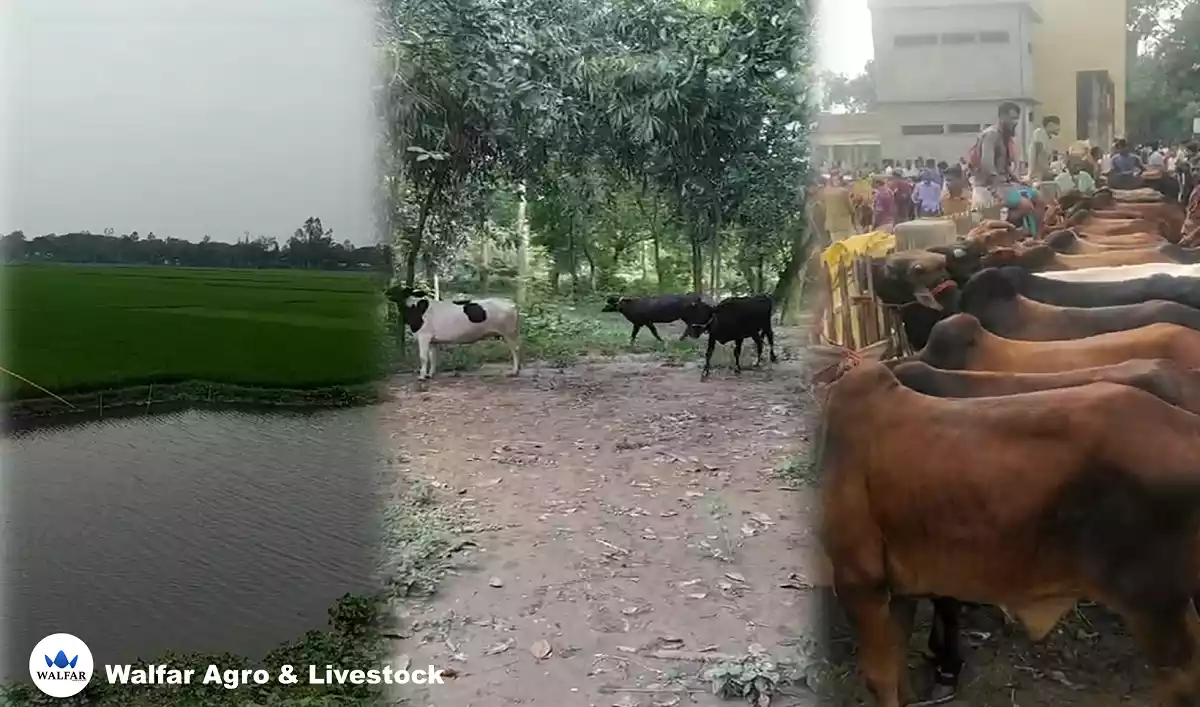Walfar Livestock Walfar